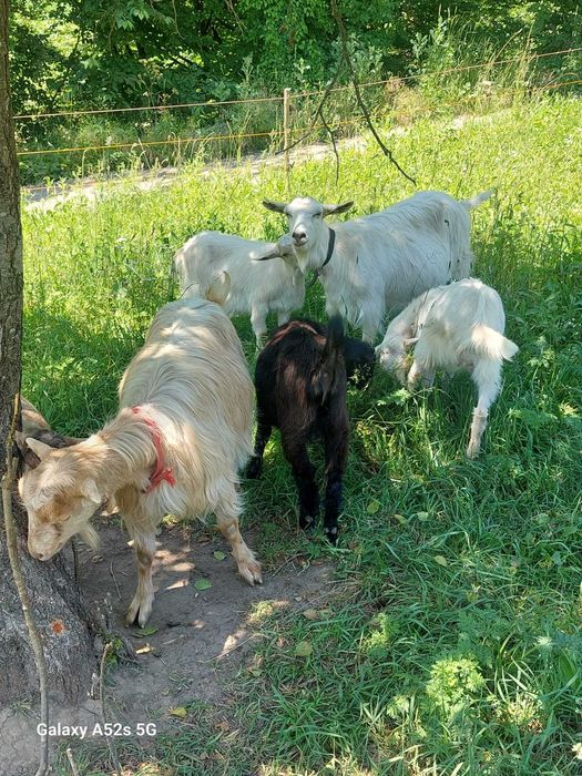 Capre de vanzare