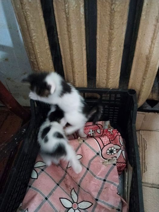 Котята отдам даром