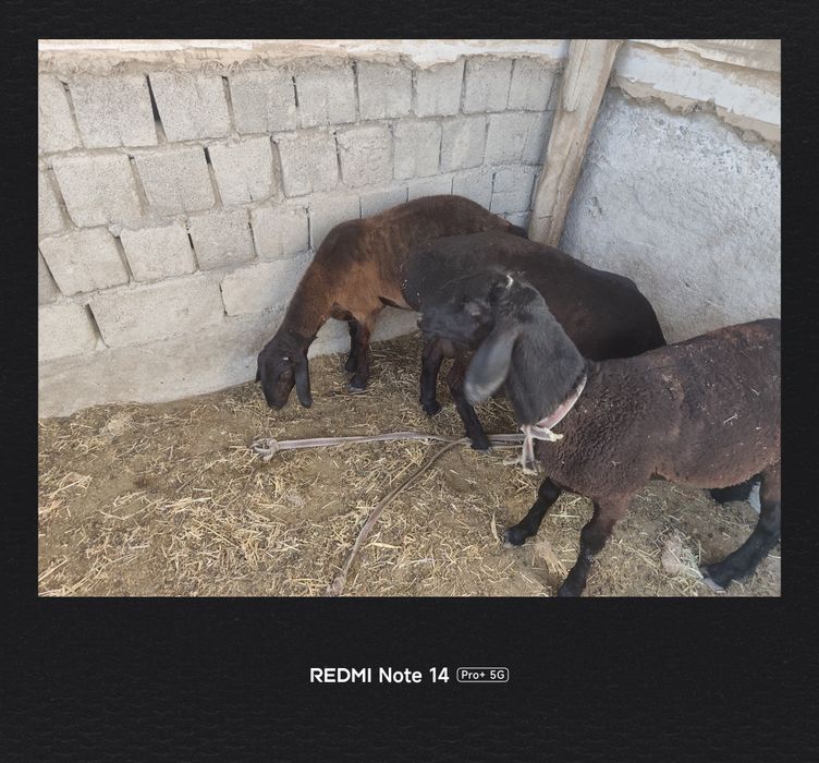 3 ta qoʻchqor bor