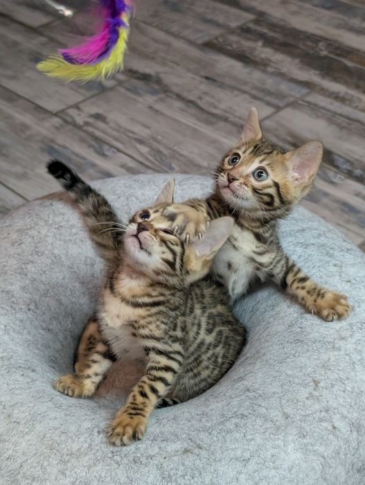 Бенгальские котята