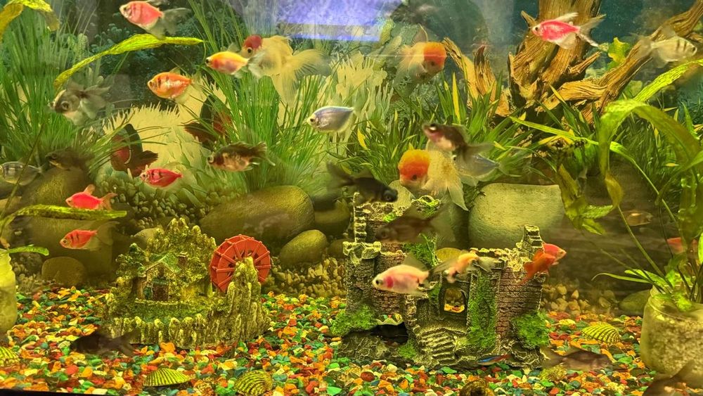 Телескоп балықтары