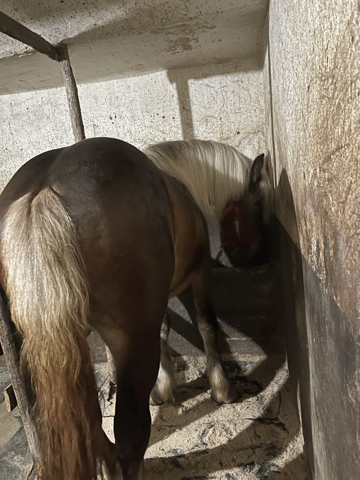 Vand armasar de 2 ani