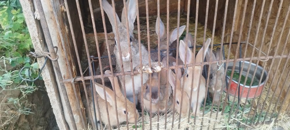 Продавам три есечни зайци