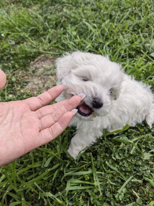 Bichon Maltez Femela
