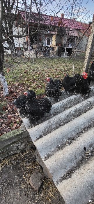 Cochinchina pitic bobat