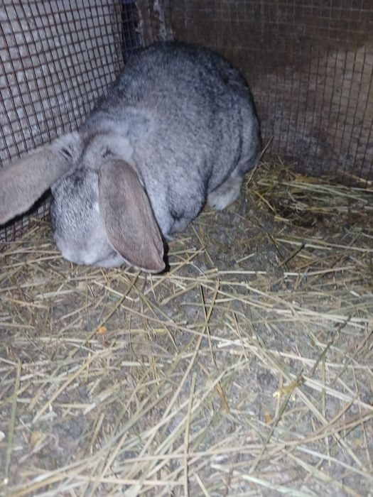 Vând iepuroaica gestantă