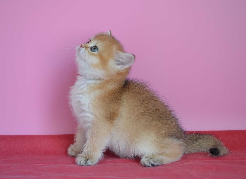 британская шиншилловая кошечка