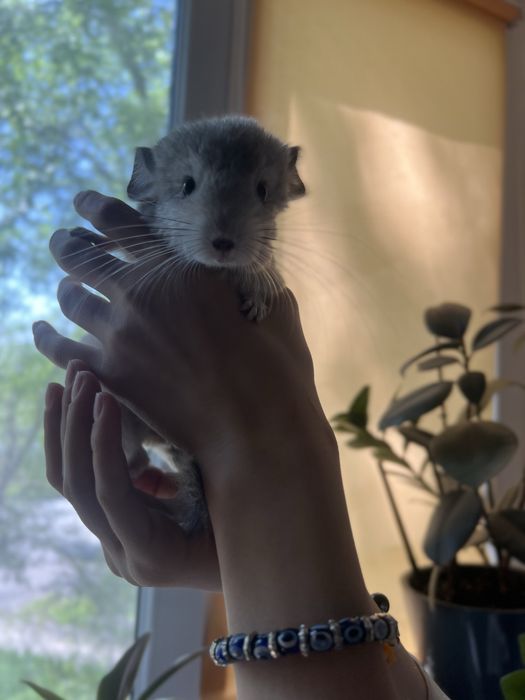 Продаю шиншиллу мальчика