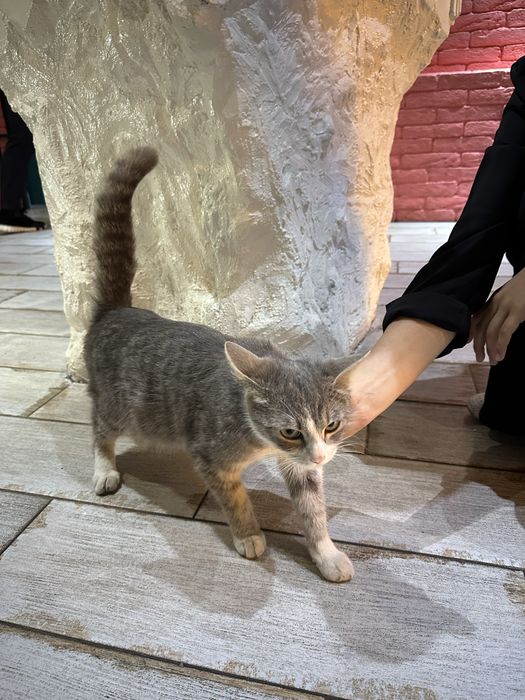 Кошкабереманная.