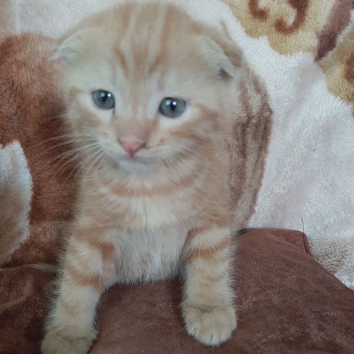 Продаётся котёнок