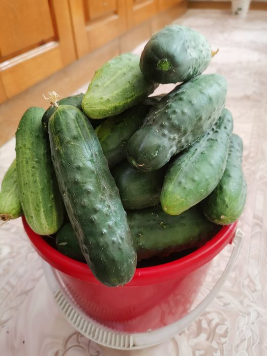 Продам домашние огурцы
