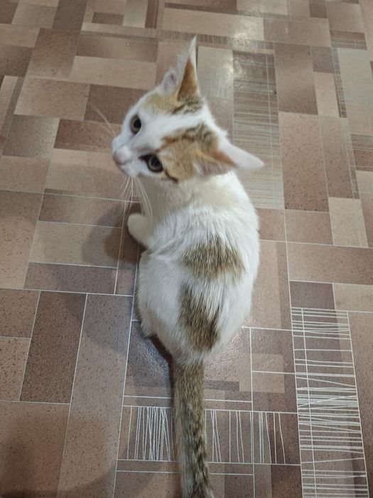 Отдам котёнка в хорошие руки ,мальчик