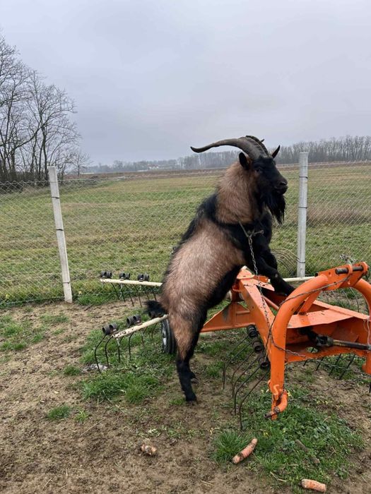 Vand tap alpin francez