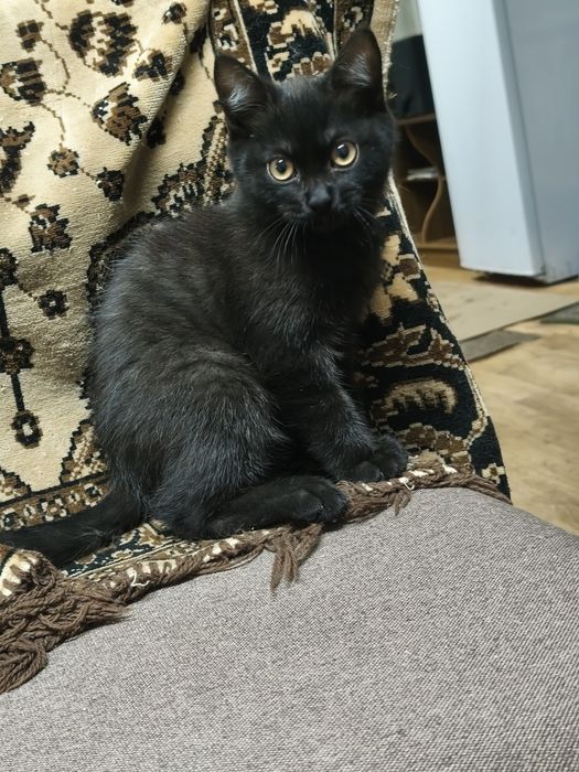 Котята даром в добрые руки