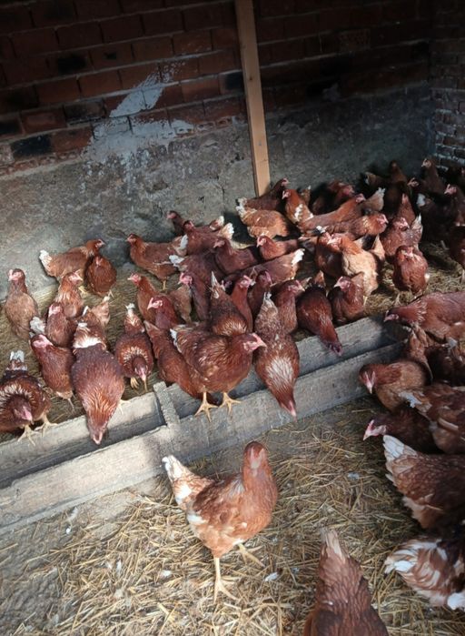 Свободни ярки бял легхорн и ломан Браун пред пронасяне