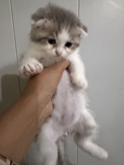 Shoshiling! Scottish Fold — oxirgi 2 ta