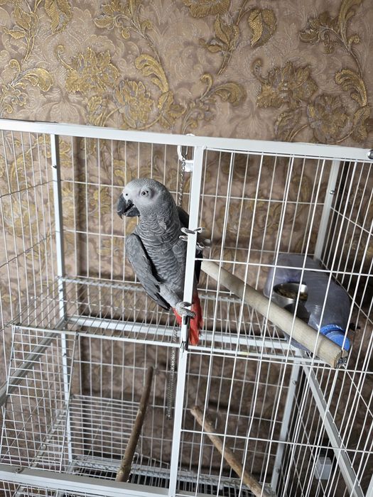 Продаётся Попугай Жако.