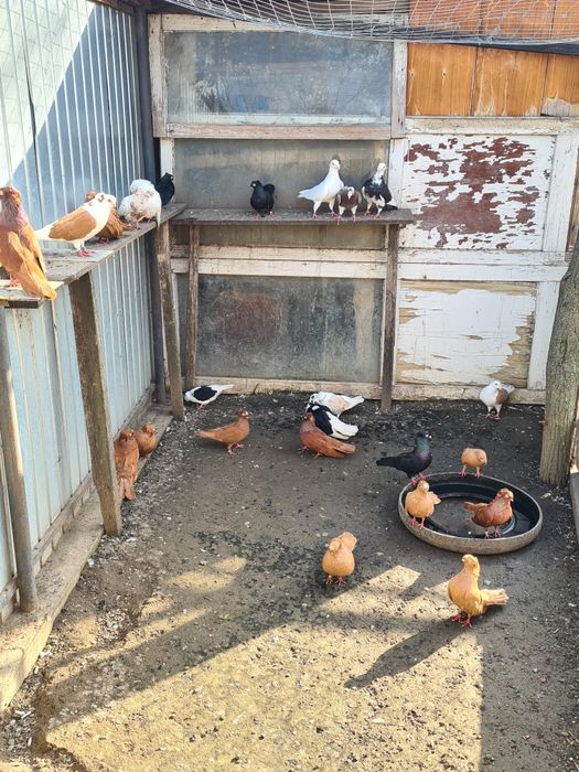 Se Vinde 22 de bucăți!!!