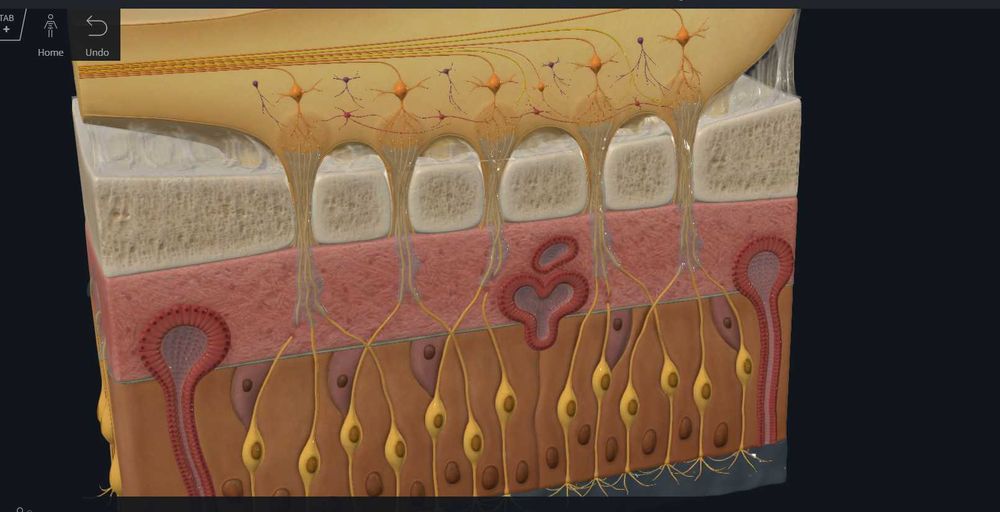 Meditatii biologie admitere Medicina Bucuresti/ Brasov