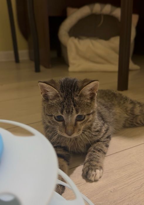 2х месяный котенок ищет дом