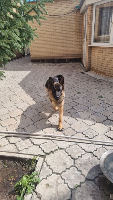 Вязка кабеля немецкой овчарки