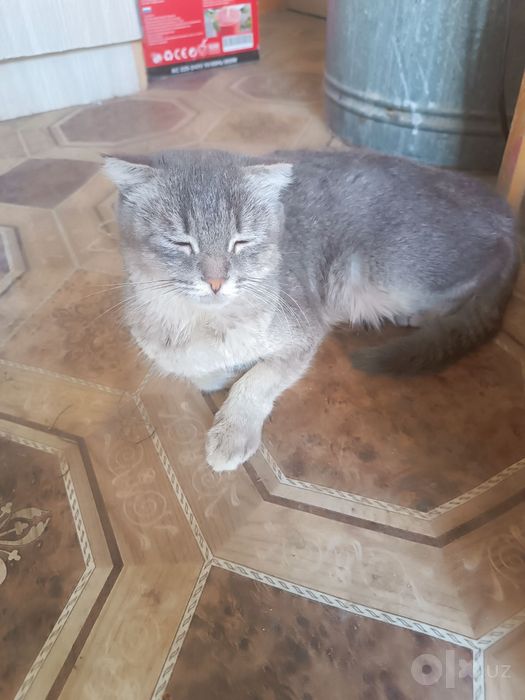 Котята бесплатно