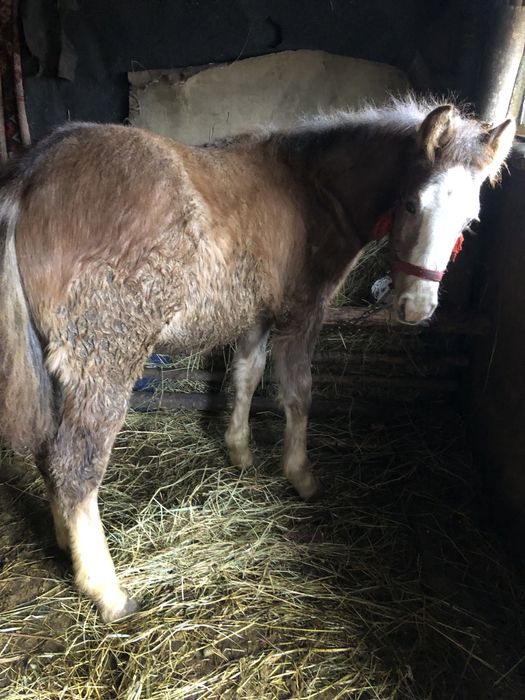 vand manz de 7 luni .