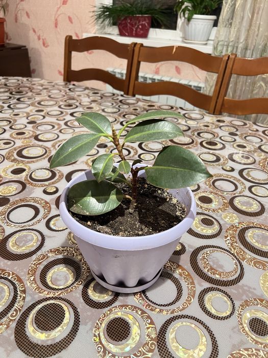 Продам комнатные цветы