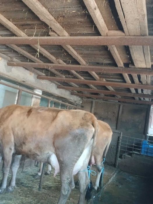 Продавам крави и юници преди отелване