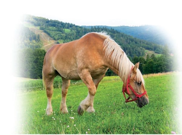 Amestec seminte iarba pasune pt cai cu trifoi (sac de 10 kg)