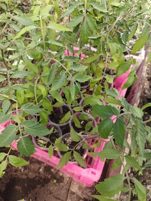 Продам помидоры баклажаны