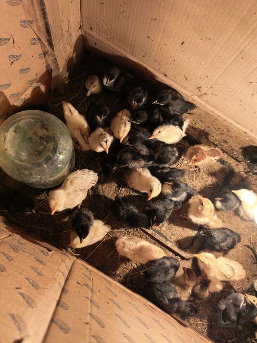 Продам цыплят разных