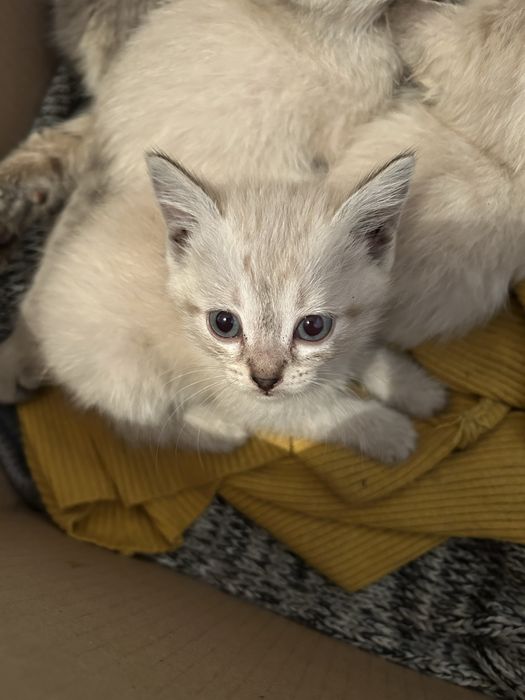 Отдадим котят в добрые руки