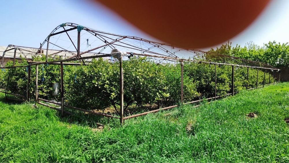 Teplitsa soriladi 10x22