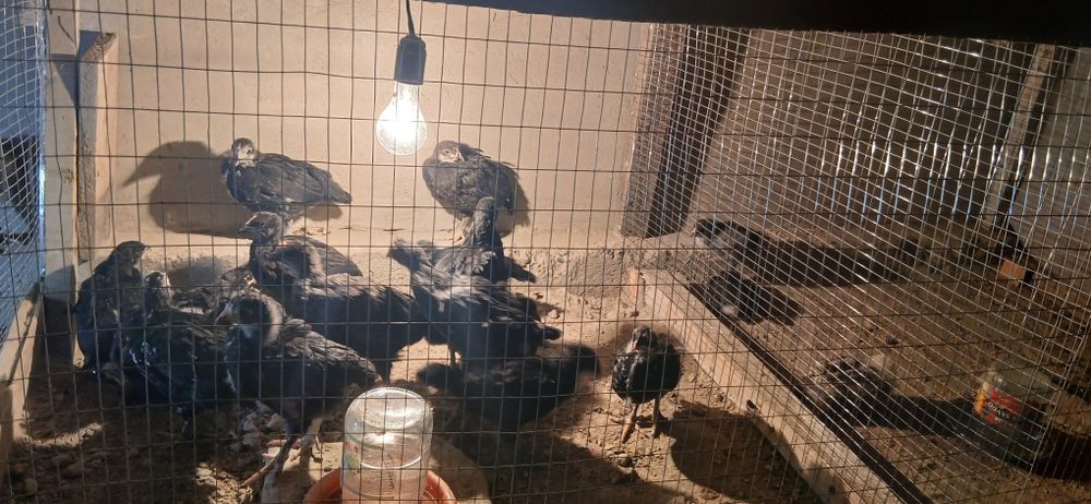 Жужалар сотилади