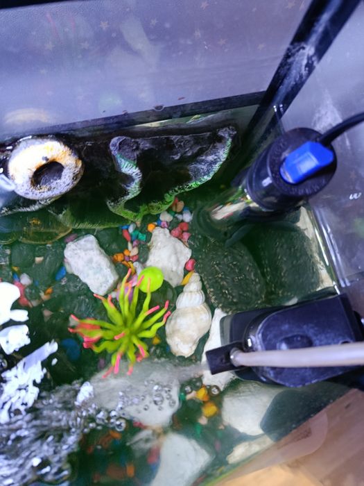 Продается аквариум с черепашками