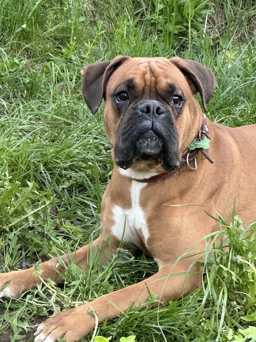 Боксер для вязки