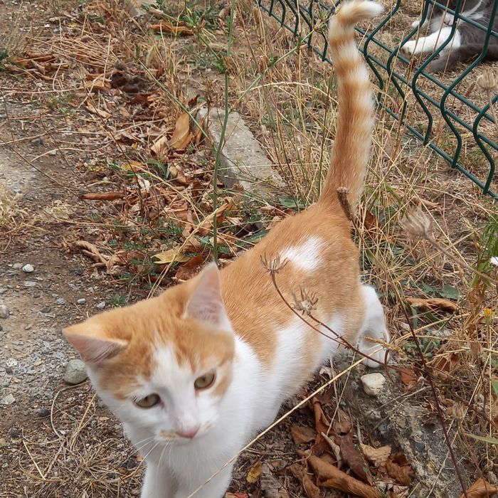 Котенца на 3 и 4 месеца търсят спешно дом