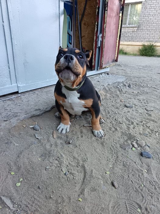 Продам шенка Американский булли