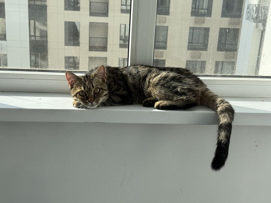 Отдам котенка бесплатно