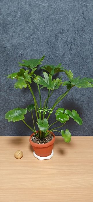 Комнатные растения от 2500