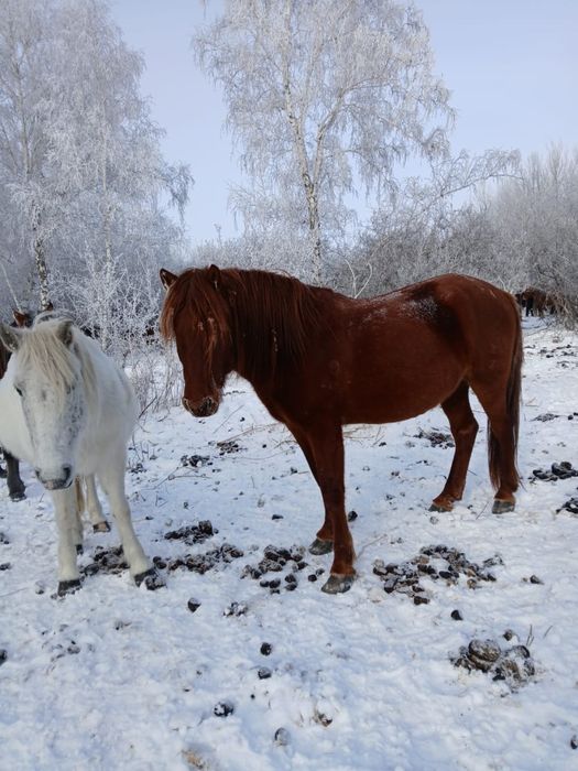 Айғыр Мұғажар 5 жасар