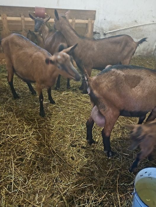 Vând capre alpina franceza