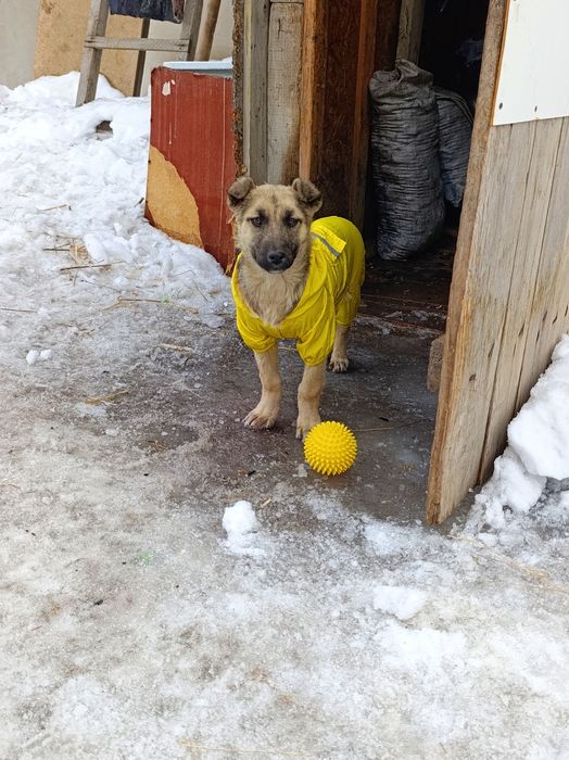 Щенок в добрые руки