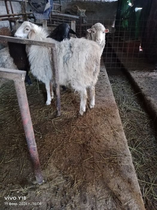 Қой сатамын семіз