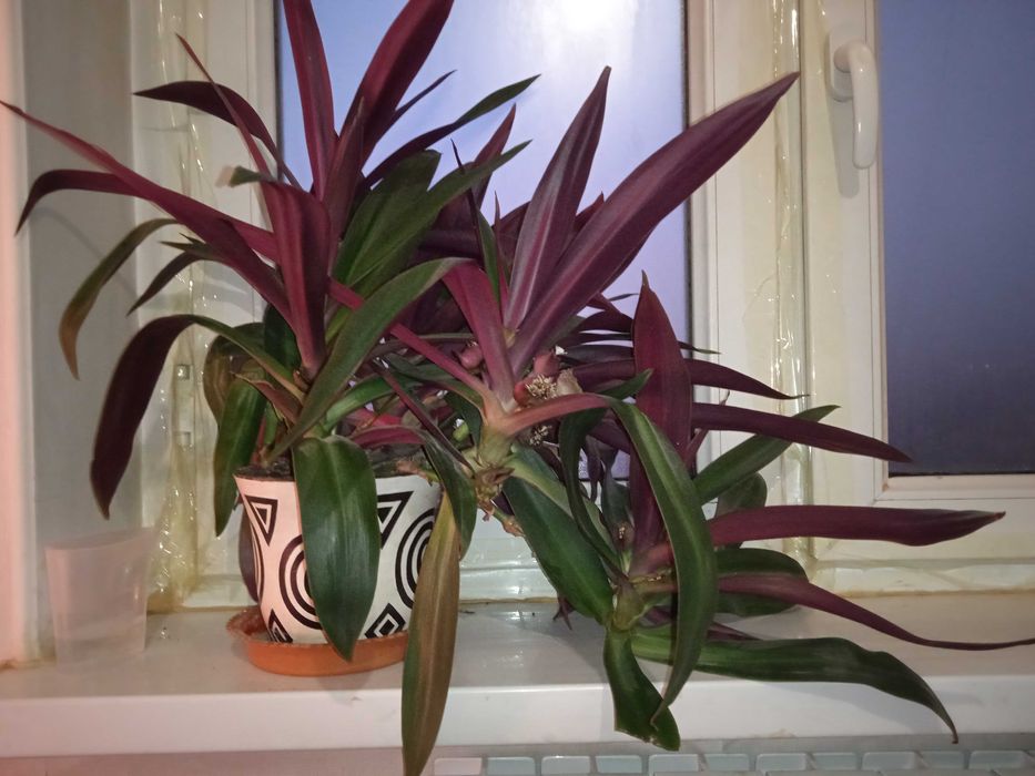 Комнатный Цветок ,, Рео "