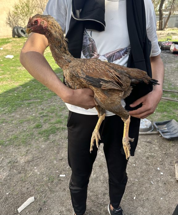 Тауыктар сатылады кандары таза