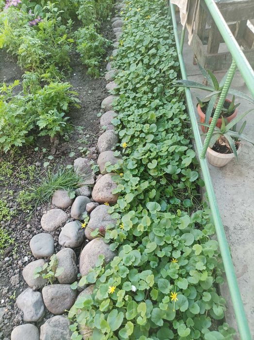 Садовые растения