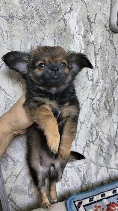 Продаются щенки чихуахуа