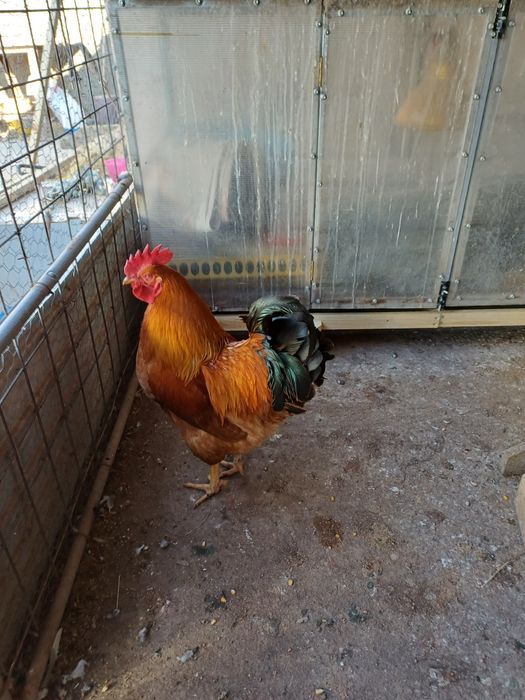 Vind porumbei si gaini plus cocosi